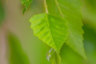 Betula nigra cépée 200-250