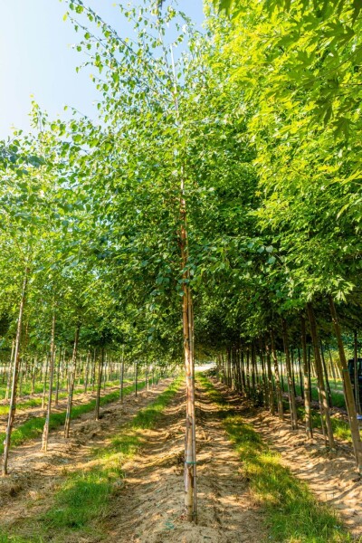 Betula papyrifera haute-tige 10/12