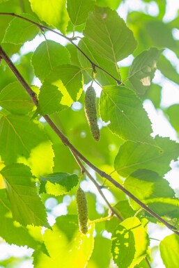 Betula papyrifera haute-tige 10/12