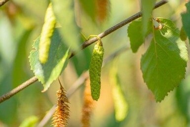 Betula papyrifera haute-tige 10/12