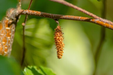 Betula papyrifera haute-tige 10/12