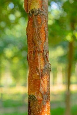 Betula papyrifera haute-tige 10/12