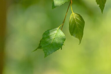 Betula papyrifera haute-tige 10/12