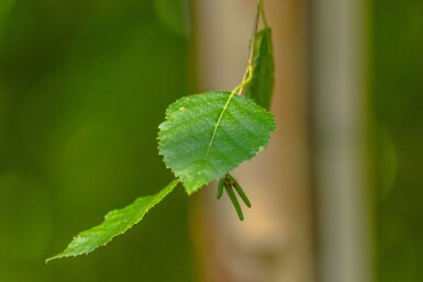 Betula papyrifera haute-tige 10/12
