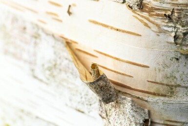 Betula papyrifera haute-tige 10/12