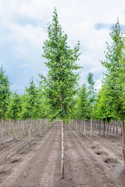 Betula pendula haute-tige 10/12