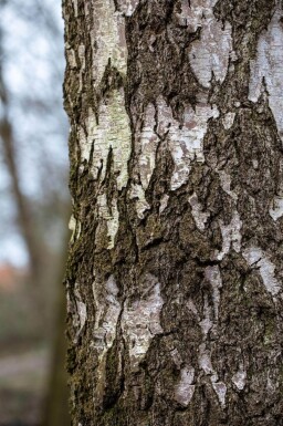 Betula pendula haute-tige 10/12
