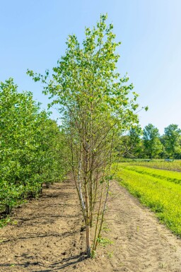 Betula pendula cépée