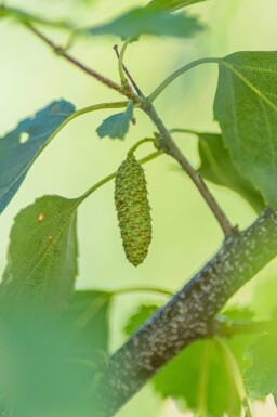 Betula pendula cépée 300-350