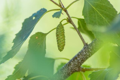 Betula pendula cépée 300-350