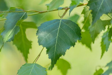 Betula pendula cépée 300-350