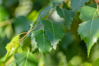 Betula pendula cépée 300-350