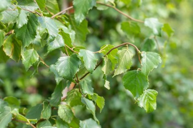Betula pendula cépée 300-350