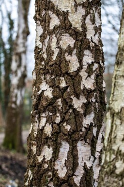 Betula pendula cépée 300-350