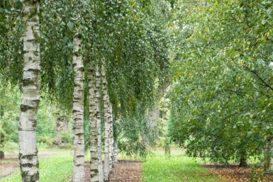 Betula pendula cépée 300-350