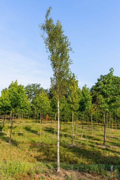 Betula pendula 'Fastigiata' haute-tige 6/8