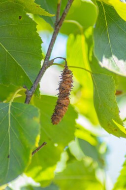 Betula pendula 'Fastigiata' haute-tige 6/8