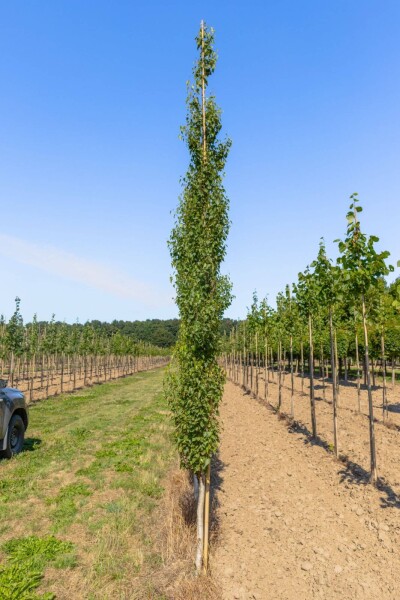 Betula pendula 'Fastigiata' baliveau 12/14