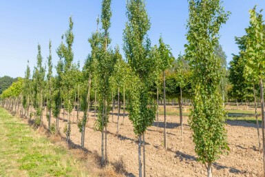 Betula pendula 'Fastigiata' baliveau