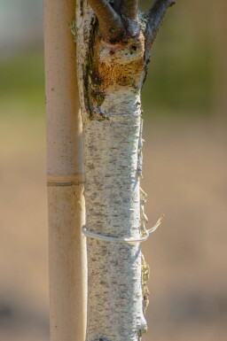 Betula pendula 'Fastigiata' baliveau 12/14