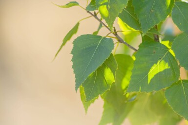 Betula pendula 'Fastigiata' baliveau 12/14