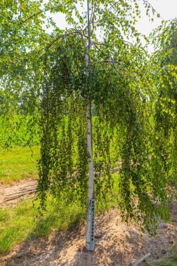 Betula pendula 'Youngii' haute-tige