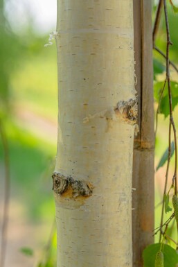 Betula pendula 'Youngii' haute-tige 10/12