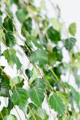Betula pendula 'Youngii' haute-tige 10/12