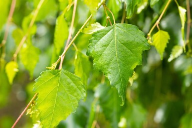 Betula pendula 'Youngii' haute-tige 10/12