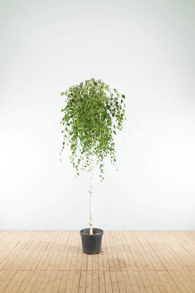 Betula pendula 'Youngii' port pleureur 10/12