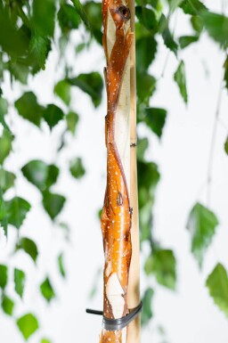 Betula pendula 'Youngii' port pleureur 10/12