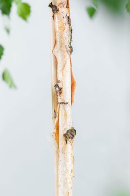 Betula pendula 'Youngii' port pleureur 10/12