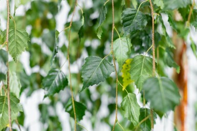 Betula pendula 'Youngii' port pleureur 10/12