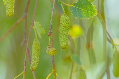 Betula pendula 'Youngii' port pleureur 10/12