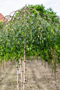 Betula pendula 'Youngii' port pleureur 10/12