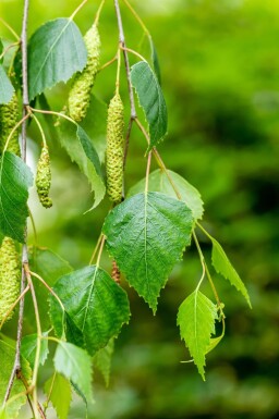 Betula pendula 'Youngii' port pleureur 10/12