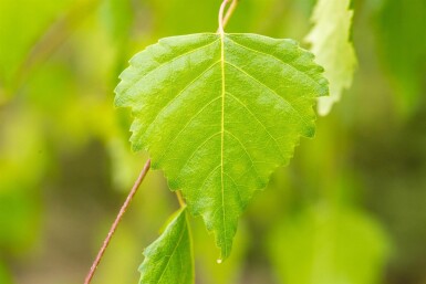 Betula pendula 'Youngii' port pleureur 10/12