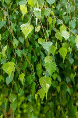 Betula pendula 'Youngii' port pleureur 10/12
