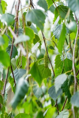 Betula pendula 'Youngii' port pleureur 10/12