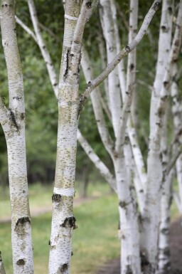 Betula pubescens haute-tige 10/12
