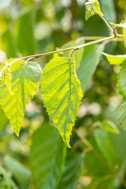 Betula utilis haute-tige 8/10
