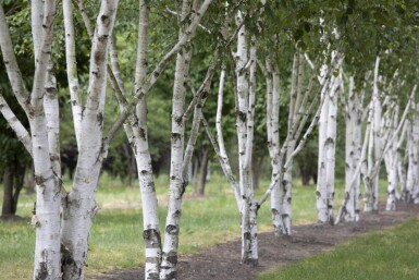 Betula utilis haute-tige 8/10