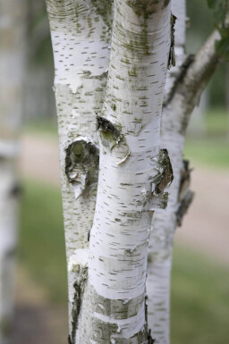 Betula utilis haute-tige 8/10