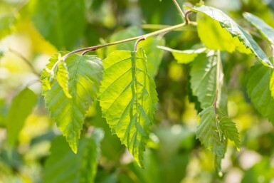 Betula utilis cépée 300-350