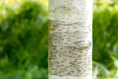 Betula utilis cépée 300-350