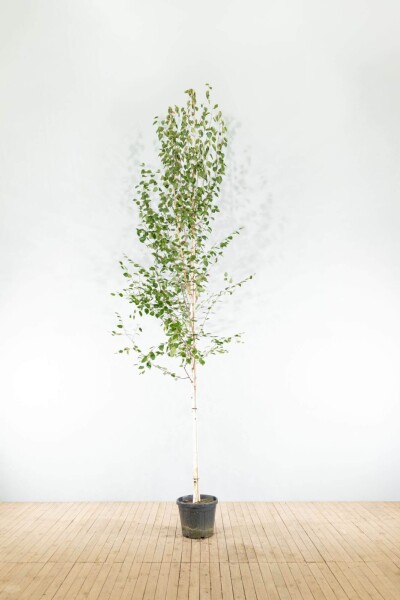 Betula utilis 'Doorenbos' haute-tige 4/6