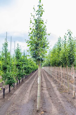 Betula utilis 'Doorenbos' haute-tige 4/6