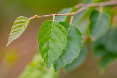 Betula utilis 'Doorenbos' haute-tige 4/6
