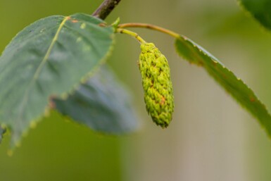 Betula utilis 'Doorenbos' haute-tige 4/6