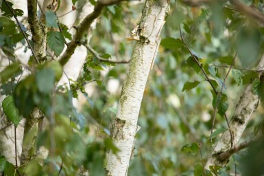Betula utilis 'Doorenbos' haute-tige 4/6